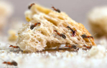 Ant Control Remedies Newtown PA