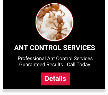 View our ant control services