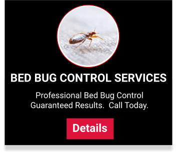 View our bed bug control services