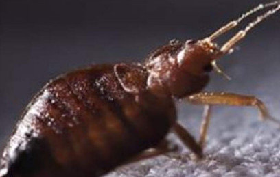 Get Rid of Bed Bugs Newtown PA