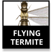 Flying Termites