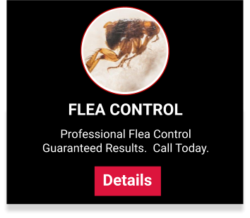 View our flea control services