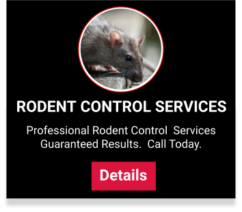 View our rodent control services
