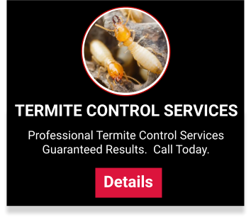 View our termite control services