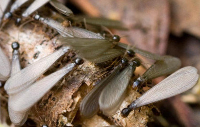 Termite Swarm Newtown PA
