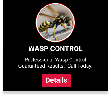 wasp control services
