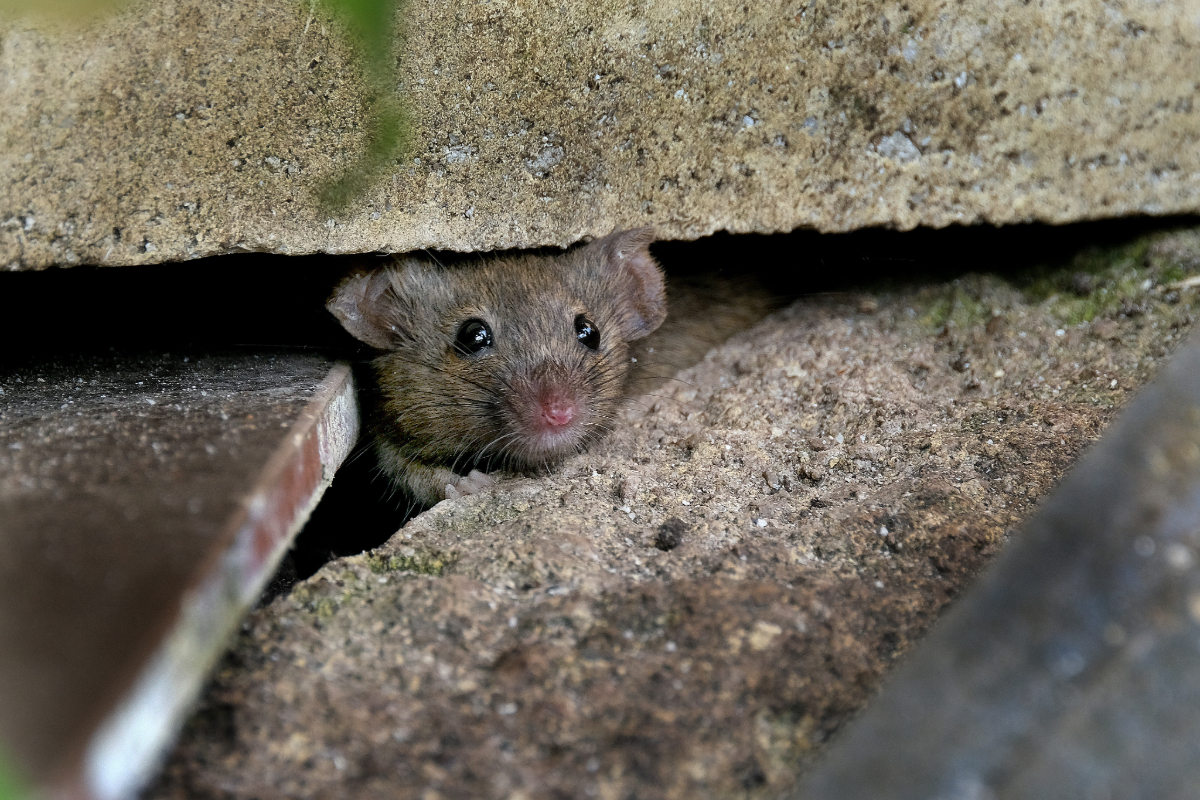 Mouse in garage