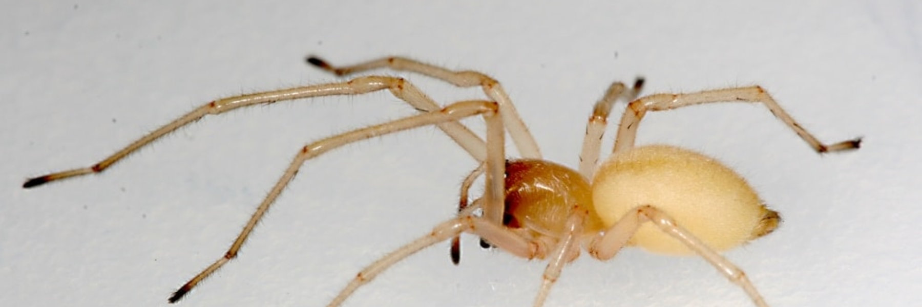 Agrarian Sac Spider