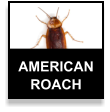 American Cockroach