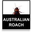 Australian Cockroach