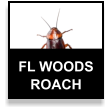 Florida Woods Cockroach