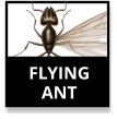 Flying Ants