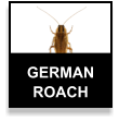 German Cockroach