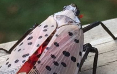 spotted lanternfly in Yardley PA