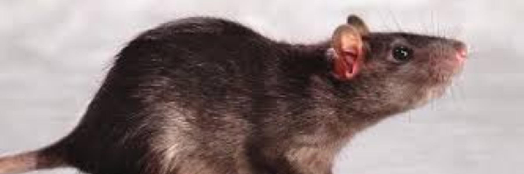 Norway Rat