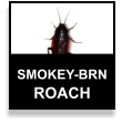 Smokey Brown Cockroach