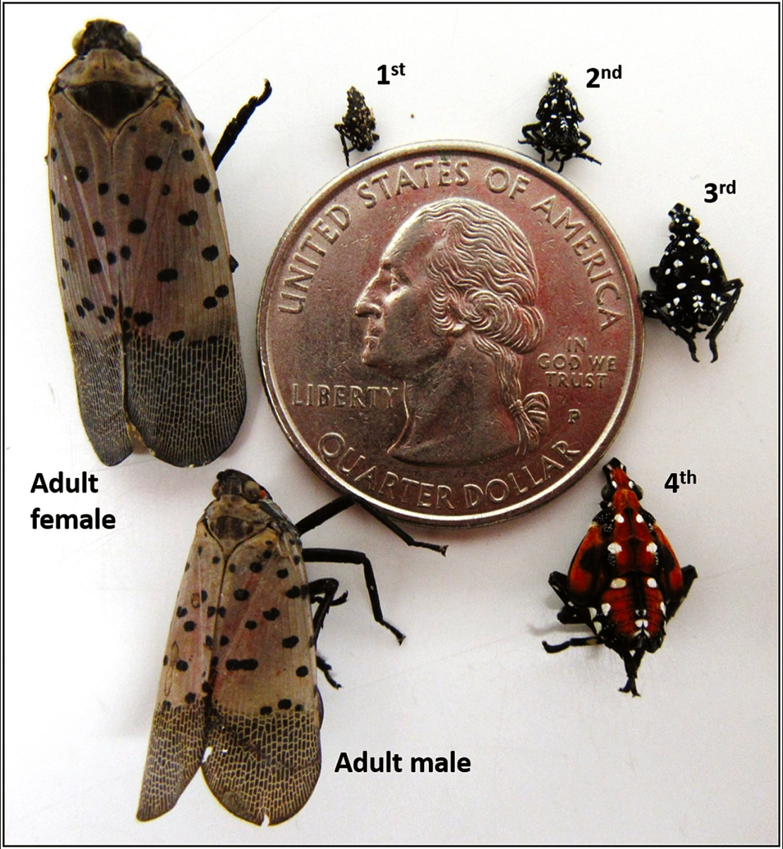 spotted lanternfly life cycle