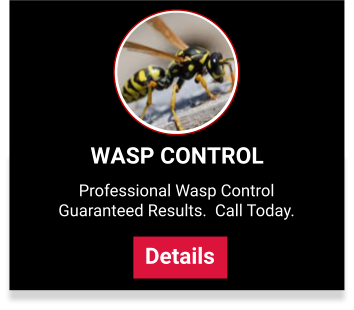 Yellow Jacket Pest Control in NJ and Bucks County PA