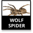 Wolf Spider