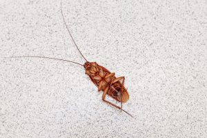 Cockroach Winter Survival