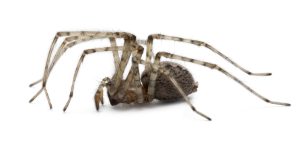 spider pest control in bucks county pa