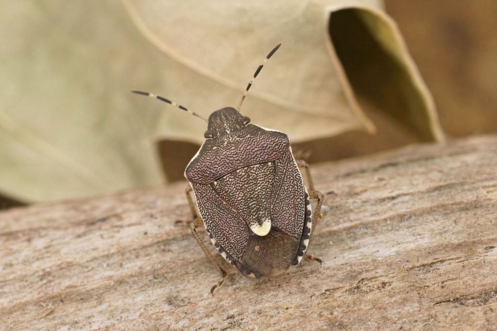 winter pest control in bucks county pa