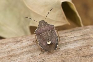 winter pest control in bucks county pa