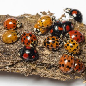 asian lady beetle pest control in bucks country pa